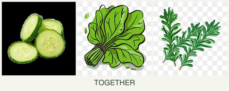 Can you plant cucumbers, spinach and rosemary together?