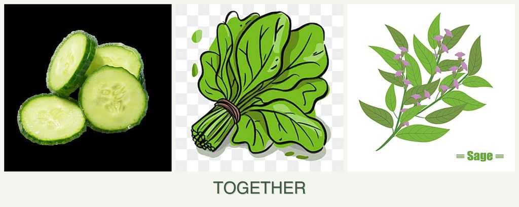 Can you plant cucumbers, spinach and sage together?