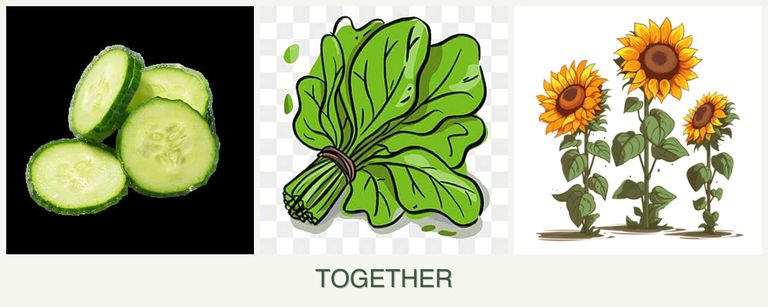 Can you plant cucumbers, spinach and sunflowers together?