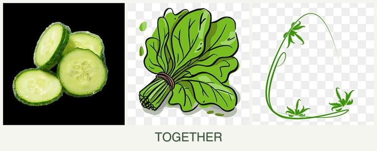 Can you plant cucumbers, spinach and tarragon together?