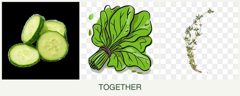 Can you plant cucumbers, spinach and thyme together?