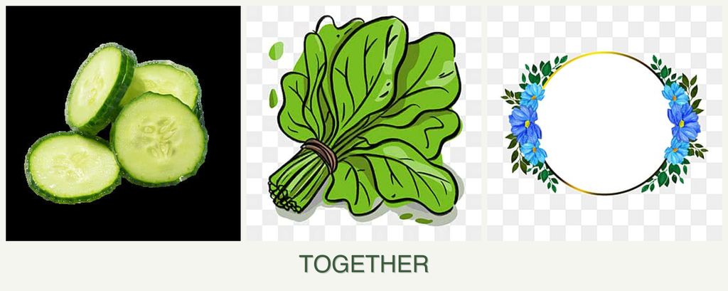 Can you plant cucumbers, spinach and zinnias together?