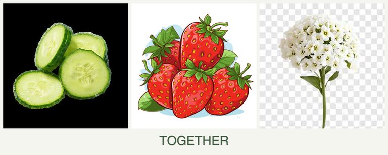 Can you plant cucumbers, strawberries and alyssum together?