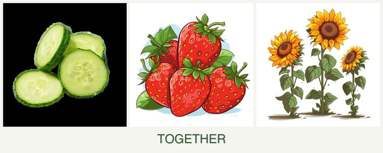 Can you plant cucumbers, strawberries and sunflowers together?