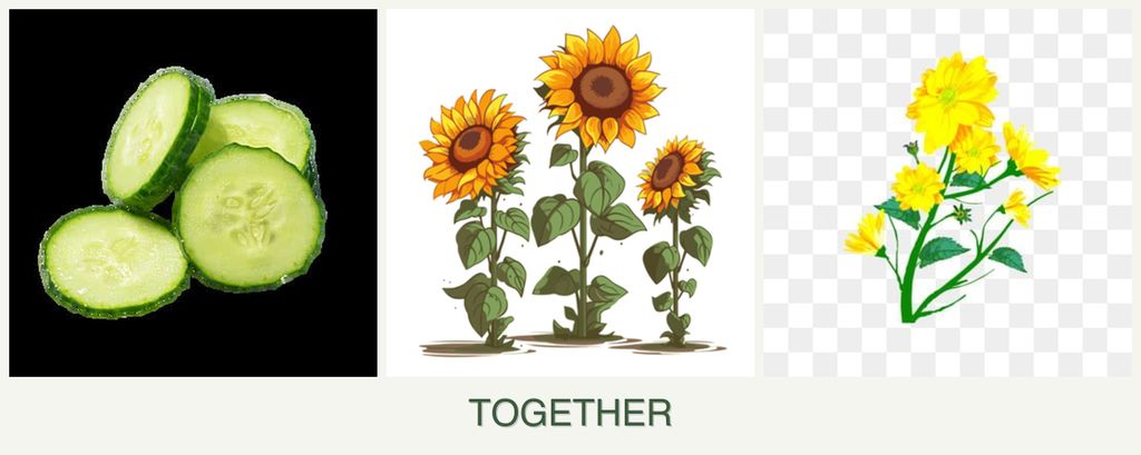 Can you plant cucumbers, sunflowers and calendula together?