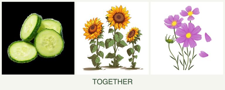 Can you plant cucumbers, sunflowers and cosmos together?