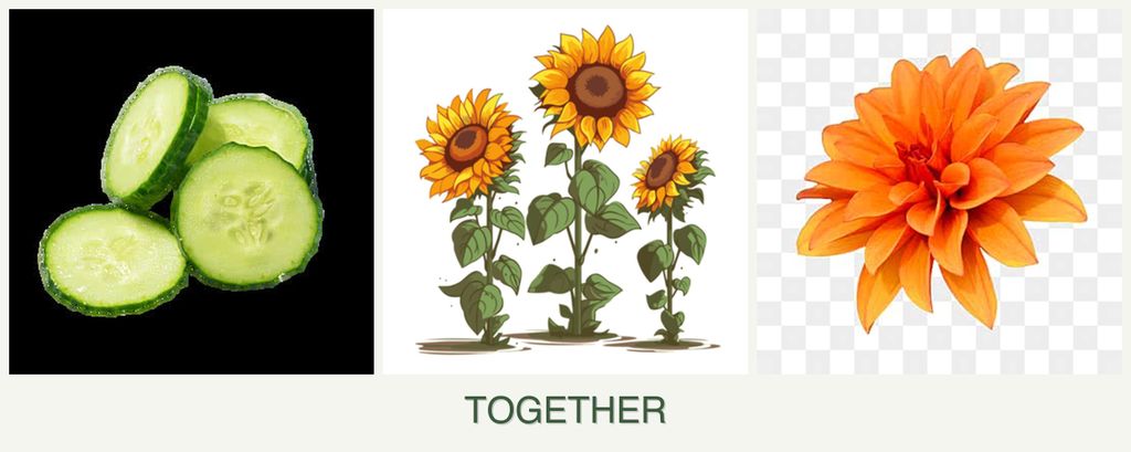Can you plant cucumbers, sunflowers and dahlias together?