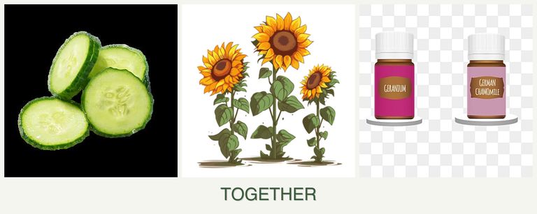 Can you plant cucumbers, sunflowers and geraniums together?