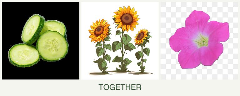 Can you plant cucumbers, sunflowers and petunias together?