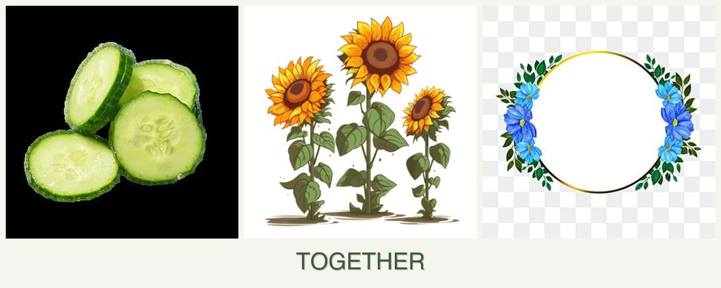 Can you plant cucumbers, sunflowers and zinnias together?