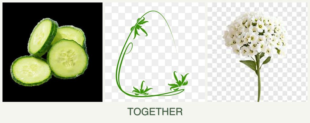 Can you plant cucumbers, tarragon and alyssum together?