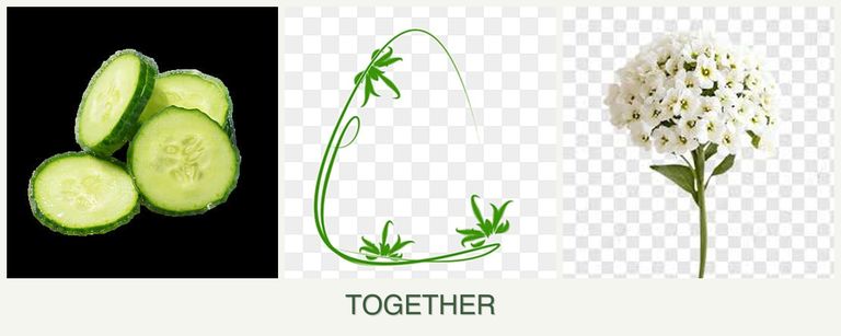 Can you plant cucumbers, tarragon and alyssum together?