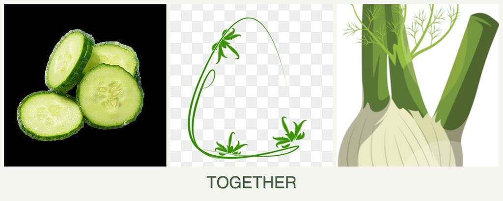 Can you plant cucumbers, tarragon and fennel together?