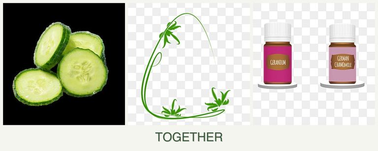 Can you plant cucumbers, tarragon and geraniums together?