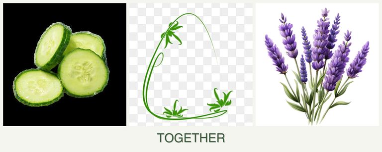 Can you plant cucumbers, tarragon and lavender together?