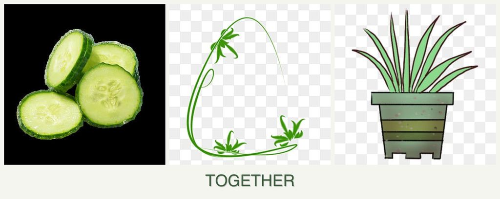 Can you plant cucumbers, tarragon and lemongrass together?
