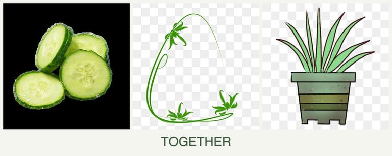 Can you plant cucumbers, tarragon and lemongrass together?
