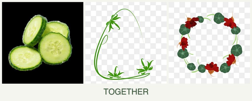 Can you plant cucumbers, tarragon and nasturtiums together?