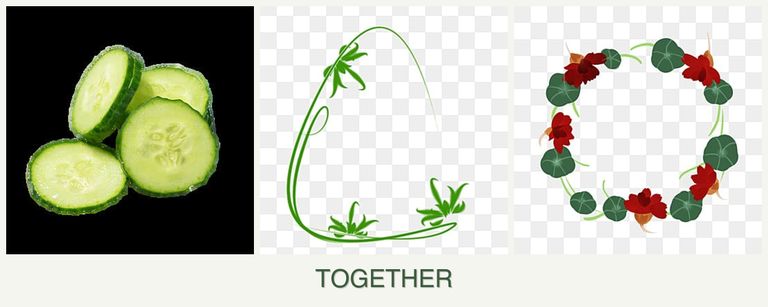 Can you plant cucumbers, tarragon and nasturtiums together?