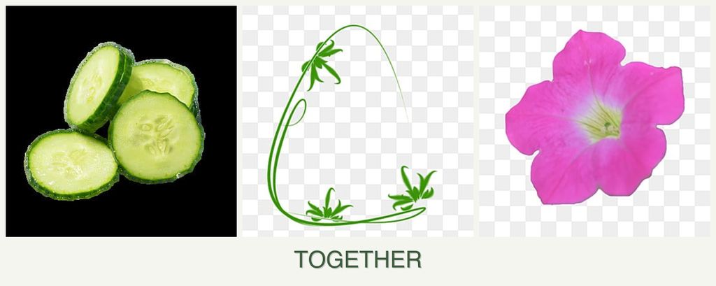 Can you plant cucumbers, tarragon and petunias together?