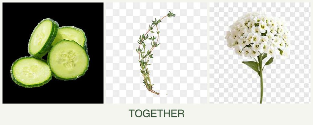 Can you plant cucumbers, thyme and alyssum together?