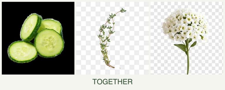 Can you plant cucumbers, thyme and alyssum together?