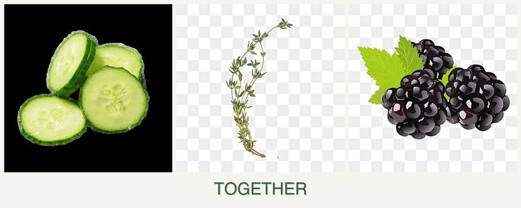 Can you plant cucumbers, thyme and blackberries together?