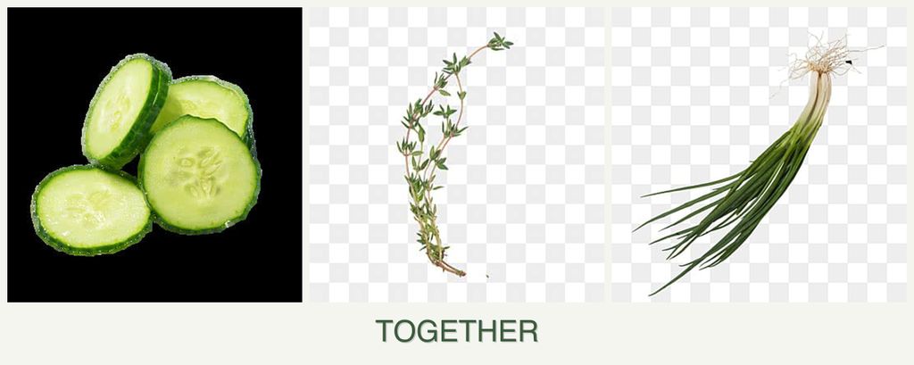 Can you plant cucumbers, thyme and chives together?