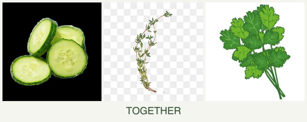 Can you plant cucumbers, thyme and cilantro together?