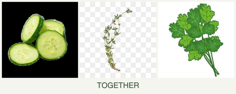 Can you plant cucumbers, thyme and cilantro together?