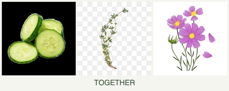 Can you plant cucumbers, thyme and cosmos together?