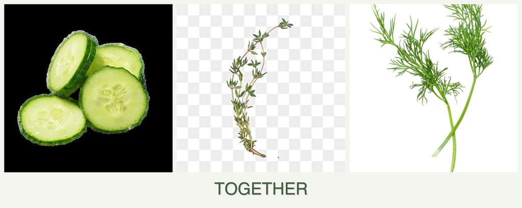 Can you plant cucumbers, thyme and dill together?