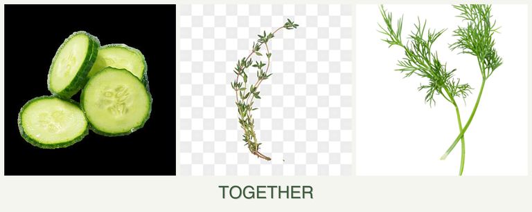 Can you plant cucumbers, thyme and dill together?