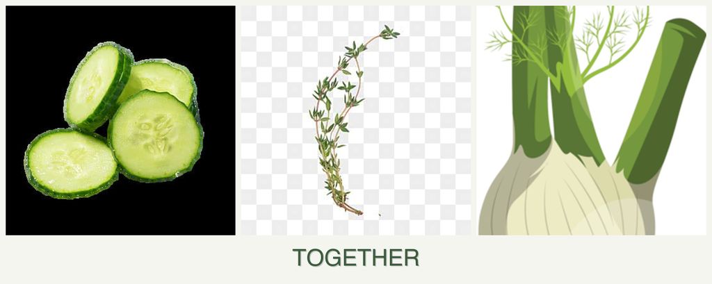 Can you plant cucumbers, thyme and fennel together?