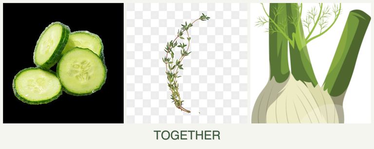 Can you plant cucumbers, thyme and fennel together?
