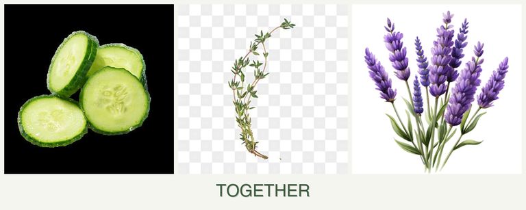 Can you plant cucumbers, thyme and lavender together?
