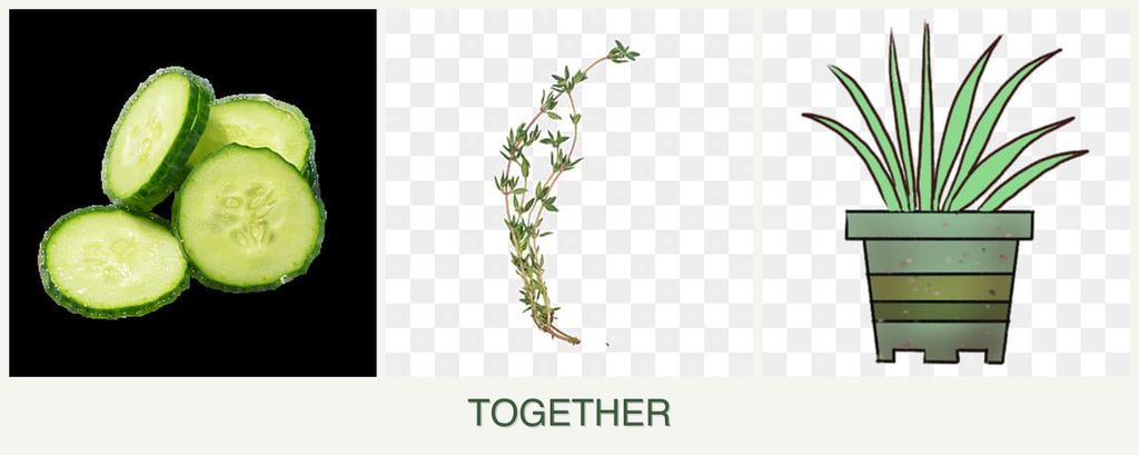 Can you plant cucumbers, thyme and lemongrass together?