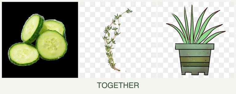 Can you plant cucumbers, thyme and lemongrass together?