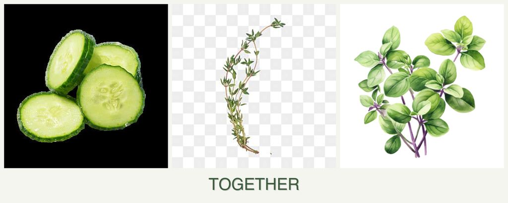 Can you plant cucumbers, thyme and oregano together?