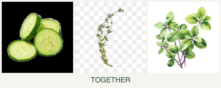 Can you plant cucumbers, thyme and oregano together?