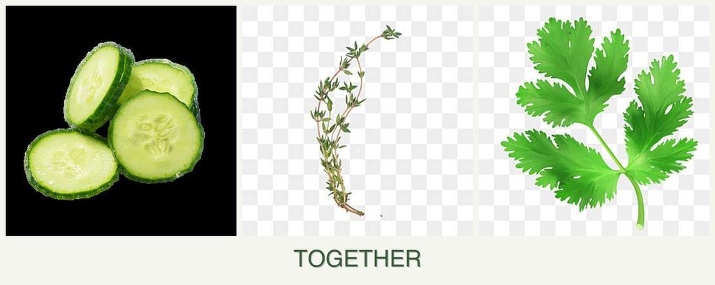 Can you plant cucumbers, thyme and parsley together?