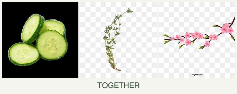 Can you plant cucumbers, thyme and peaches together?
