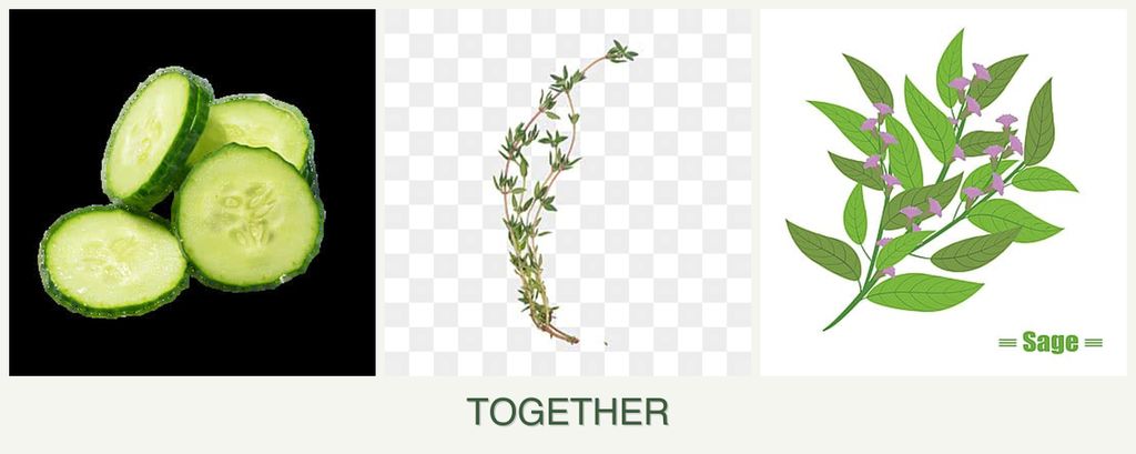Can you plant cucumbers, thyme and sage together?