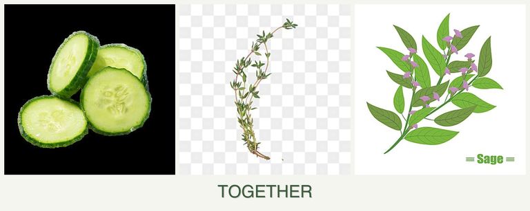 Can you plant cucumbers, thyme and sage together?