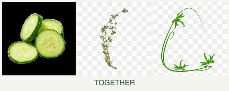 Can you plant cucumbers, thyme and tarragon together?