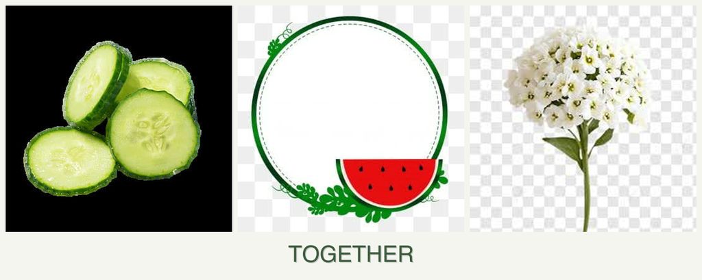 Can you plant cucumbers, watermelons and alyssum together?