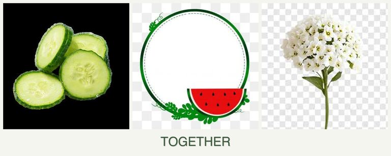 Can you plant cucumbers, watermelons and alyssum together?
