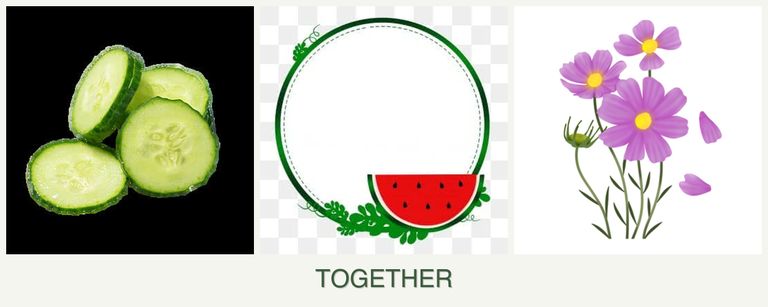 Can you plant cucumbers, watermelons and cosmos together?