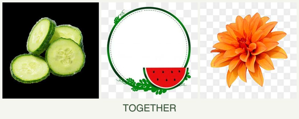 Can you plant cucumbers, watermelons and dahlias together?