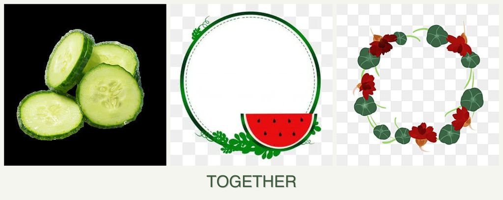 Can you plant cucumbers, watermelons and nasturtiums together?